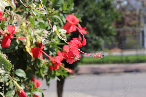 red flowers on the street