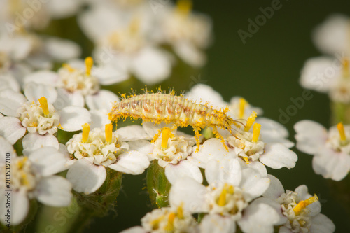Larve de chrysope sur une fleur