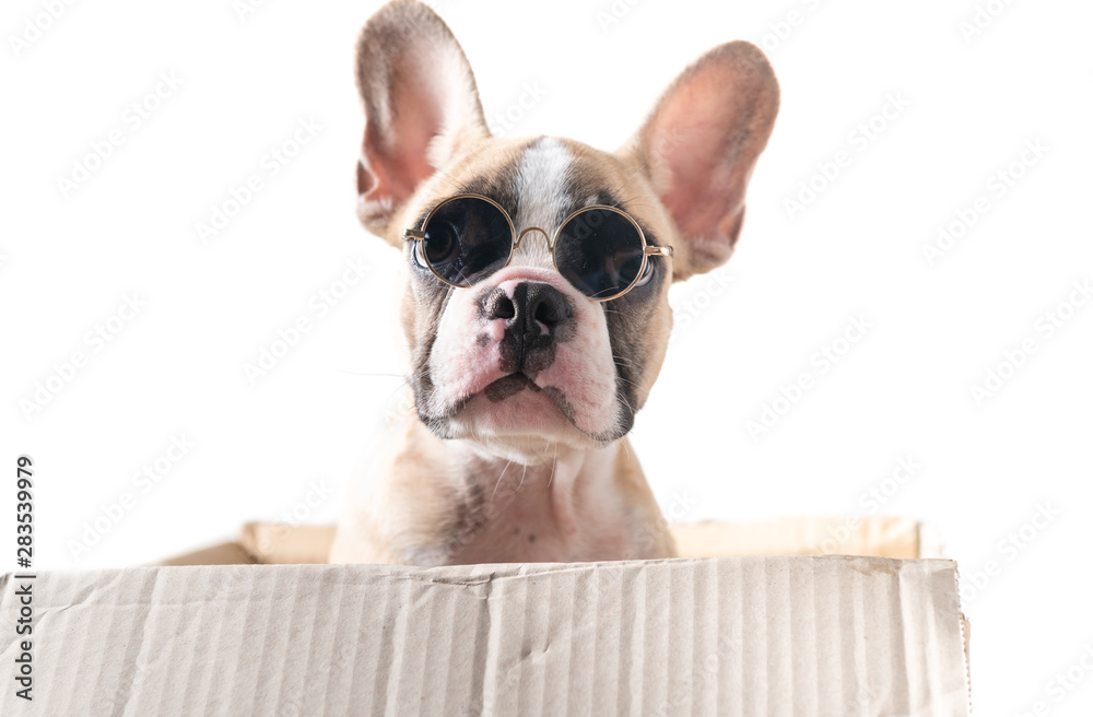 Cute french bulldog wear sunglass in paper box