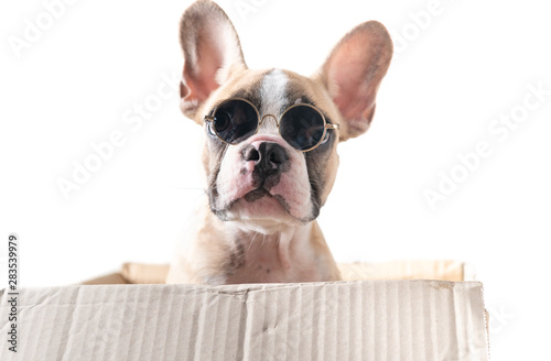 Cute french bulldog wear sunglass in paper box © kwanchaichaiudom