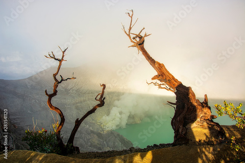 Softfocus Morning light with dead trees at Kawah Ijen in East Java Indonesia.