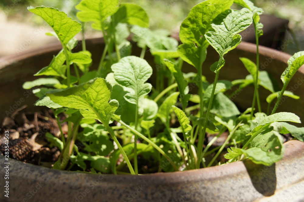 rattit, a vegetable with a head in the ground rattit, a vegetable with a head in the ground