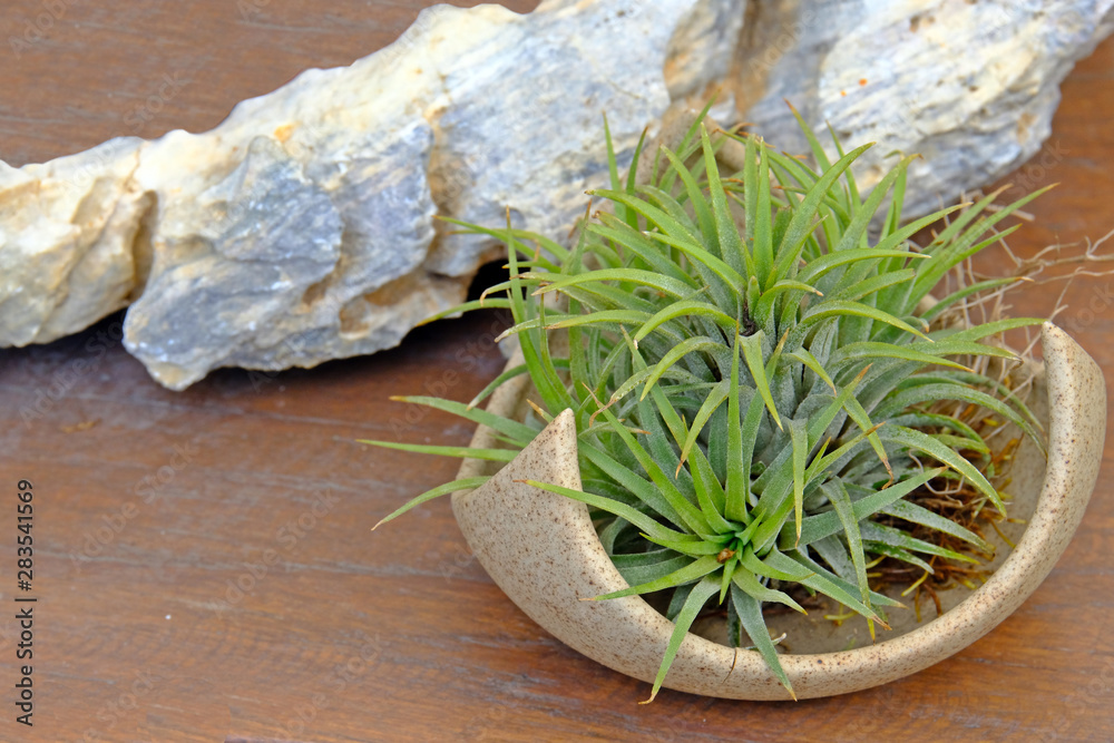 Bromeliads in ceramic plate on wooden table. Bromeliads in ceramic plate on wooden table.