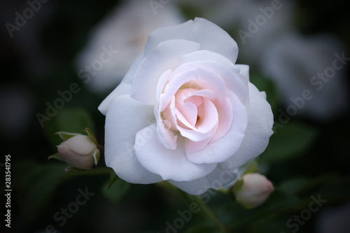 pink rose on black background