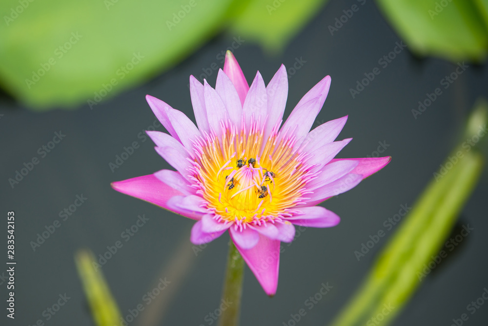 Pink Water lily or lotus flower on green leaves background Pink Water lily or lotus flower on green leaves background