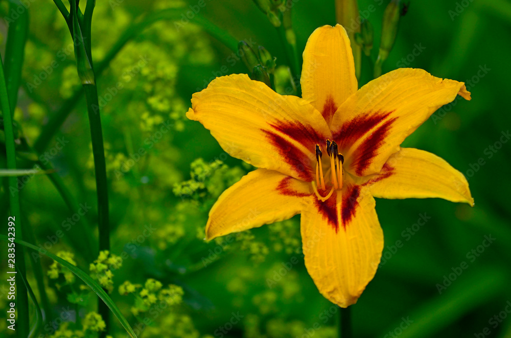 Close up portrait of the Hemerocallis Daylily 'Centrepiece' Close up portrait of the Hemerocallis Daylily 'Centrepiece'