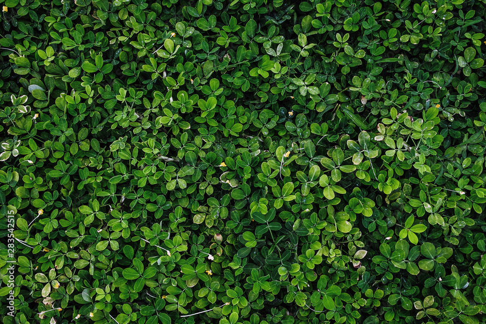 Dark green leaves foliage in tropical forest Dark green leaves foliage in tropical forest