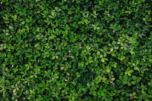 Wallpaper Mural Dark green leaves foliage in tropical forest Torontodigital.ca