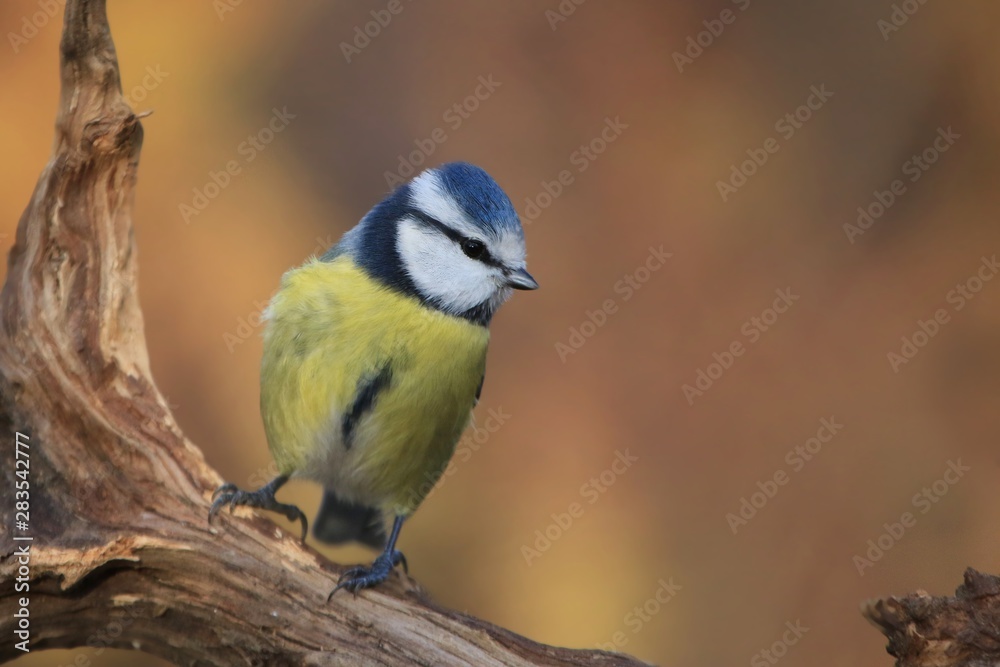 The Eurasian blue tit (Cyanistes caeruleus) is a small passerine bird in the tit family, Paridae. Blue tit sitting on the branch. Song bird in the nature habitat.