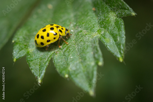 Coccinelle à 22 points (psyllobora vigintiduopunctata) sur une feuille