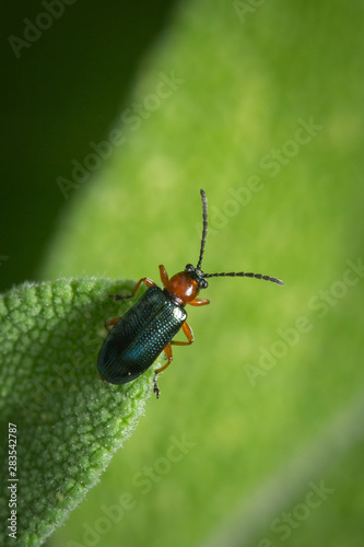 Coléoptère (gaurotes virgineus) sur un épi 