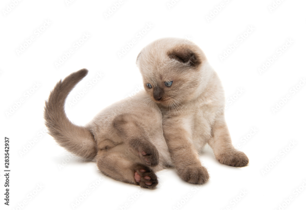 fold kitten isolated fold kitten isolated