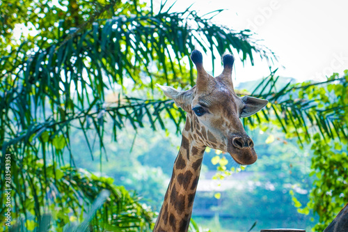 Sticker giraffe head