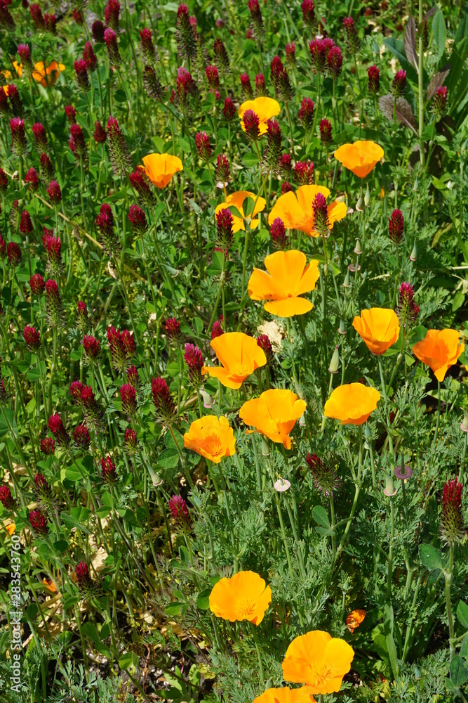Poppies and Clover