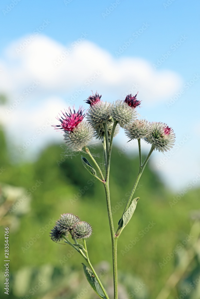 Arctium tomentosum. Inflorescence of burdock close-up on blue sky background Arctium tomentosum. Inflorescence of burdock close-up on blue sky background