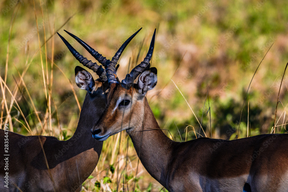 Naklejka premium Impaladoppel