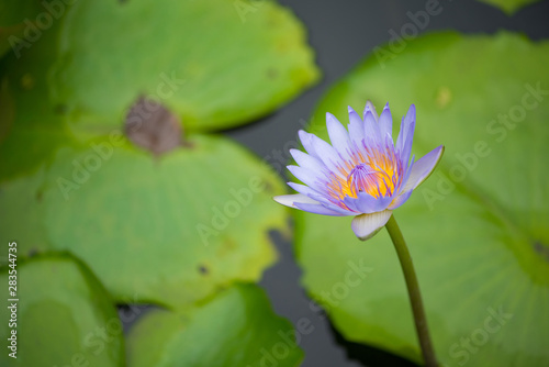 Water lily or lotus flower on green leaves background