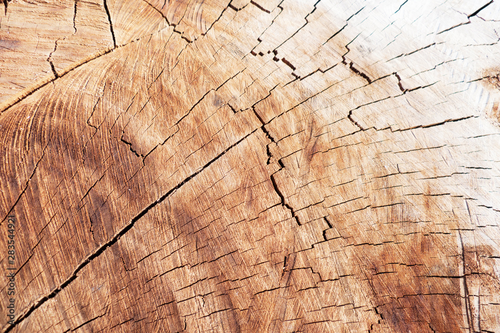 Fototapeta premium Tree trunk cross-session with cracks and ring.
