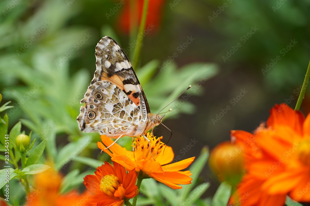 butterfly on flower butterfly on flower