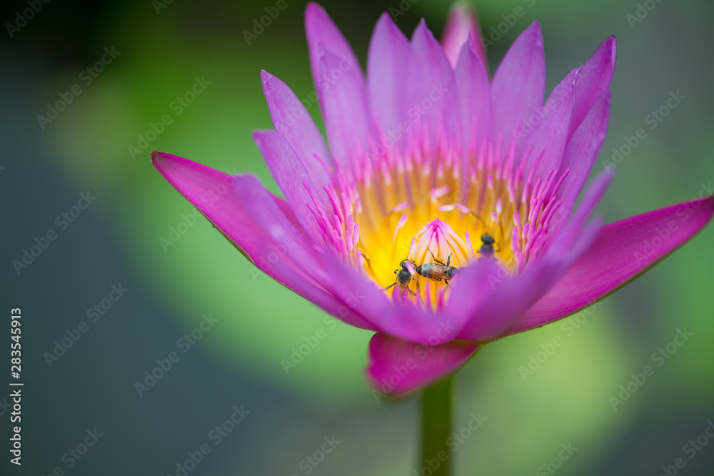 Pink Water lily or lotus flower and bees on green leaves background