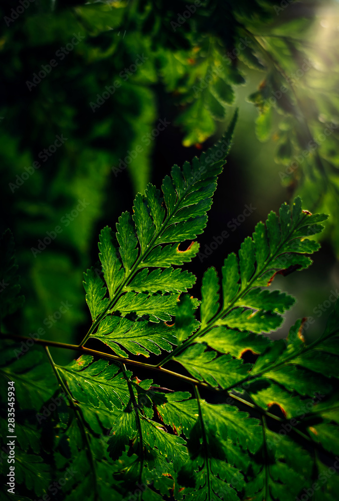 Fototapeta premium Dark green fern leaf with light