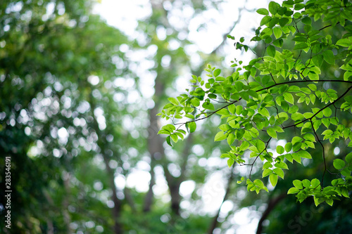 Fertile green leaves and trees There is a light shining into the beautiful natural concept.