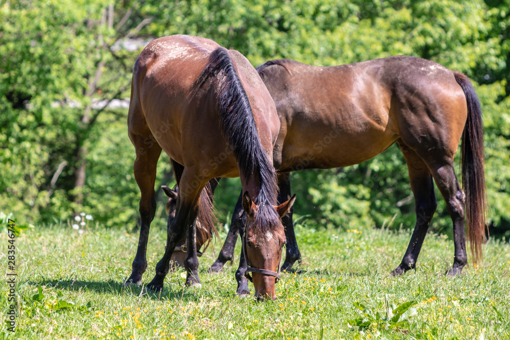 Horses