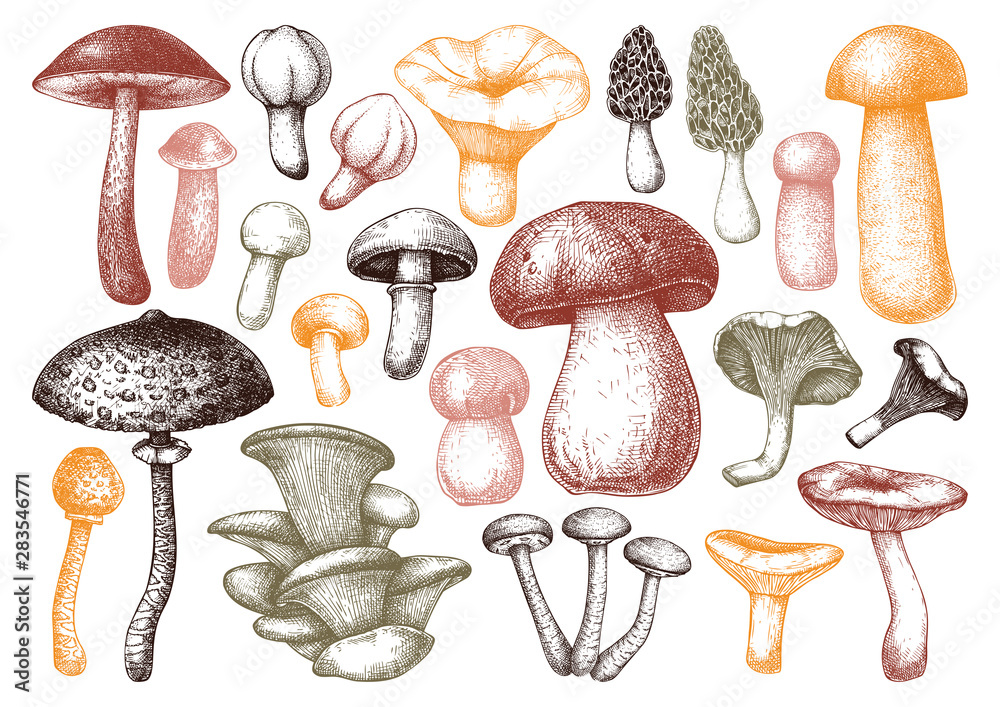 Naklejka Edible mushrooms vector illustrations collection. Hand drawn food drawings. Forest plants sketches. Perfect for recipe, menu, label, icon, packaging, Vintage mushrooms outlines. Botanical set.