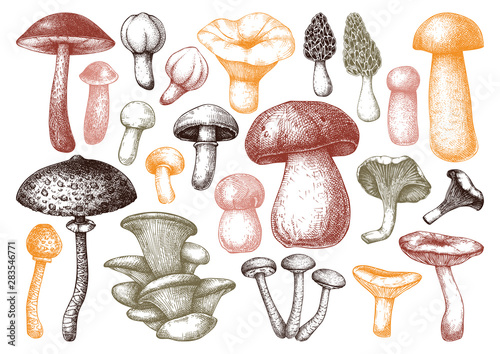 Edible mushrooms vector illustrations collection. Hand drawn food drawings. Forest plants sketches. Perfect for recipe, menu, label, icon, packaging, Vintage mushrooms outlines. Botanical set.