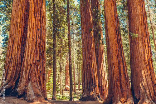 Giant redwood pines sequoia trees, Sequoia National Park, California, USA photo
