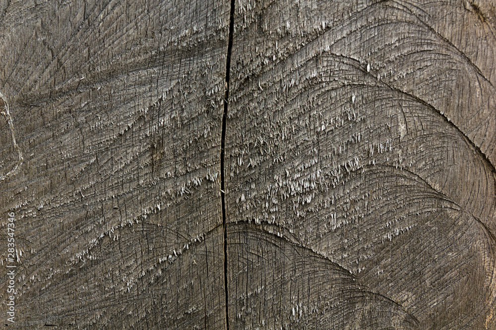 Fototapeta premium texture of bark wood use as natural background