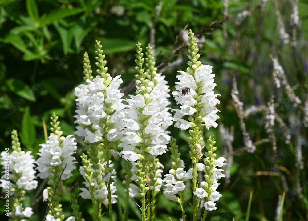 Wittstock, Dosse, Blumen der Landesgartenschau 2019