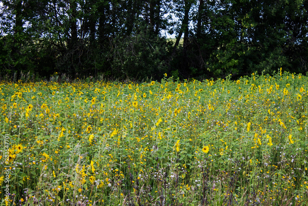 Obraz premium Field of bright yellow sunflowers on a clear summer day