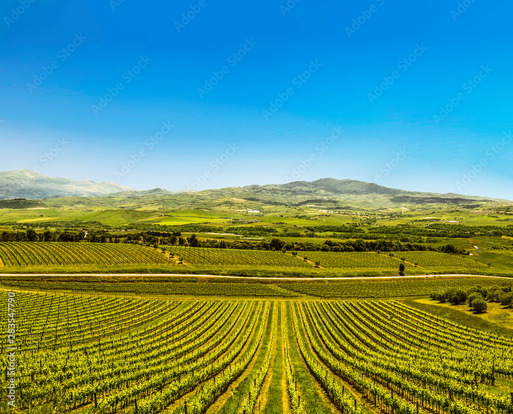 Fields with vineyards of Tuscany, Italy