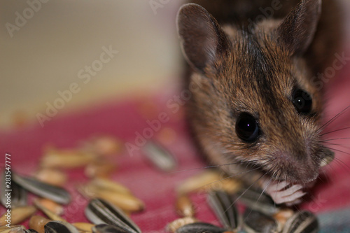 Macro shot close-up of a mouse with big, blach eyes and big ears, eating corn in Germany.