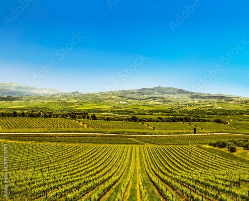 Fields with vineyards of Tuscany  Italy