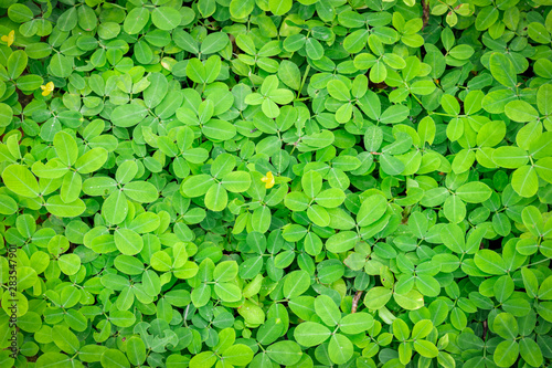 Green Leaves texture background wallpaper