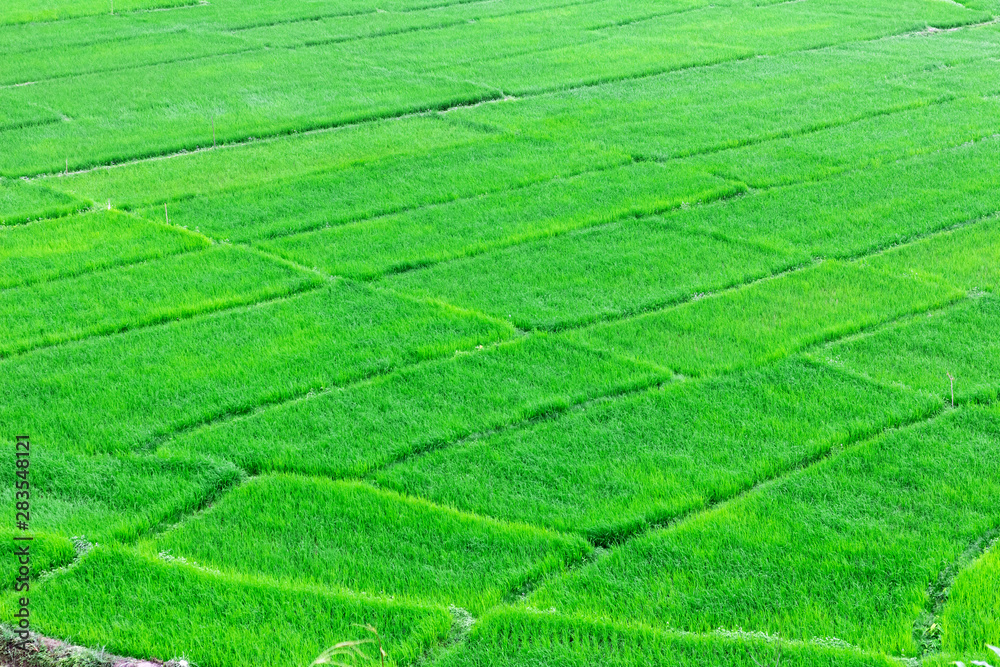 rice seedlings grown in paddy field in asian