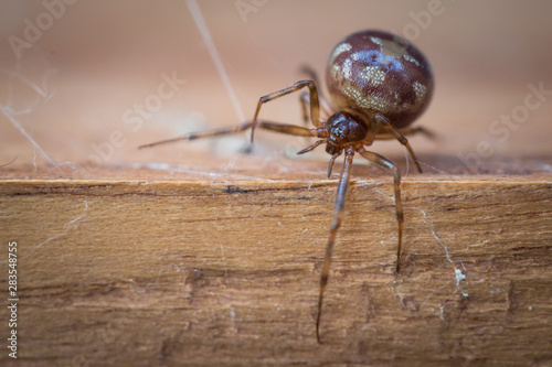 Foto Araignée (steatoda bipunctata) marchant sur une planche