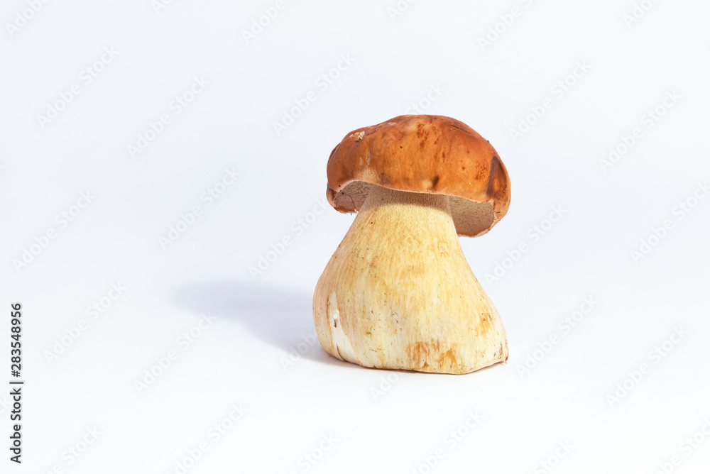 Boletus edulis king bolete isolated white porcini Boletus edulis king bolete isolated white porcini