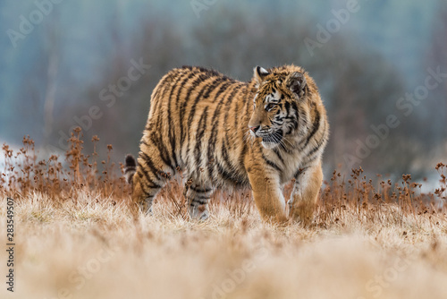 Siberian Tiger running. Beautiful, dynamic and powerful photo of this majestic animal. Set in environment typical for this amazing animal. Birches and meadows © vaclav