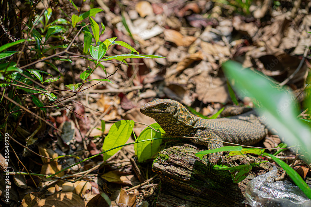 Monitor lizard at MacRitchie Reservoir in Singapore