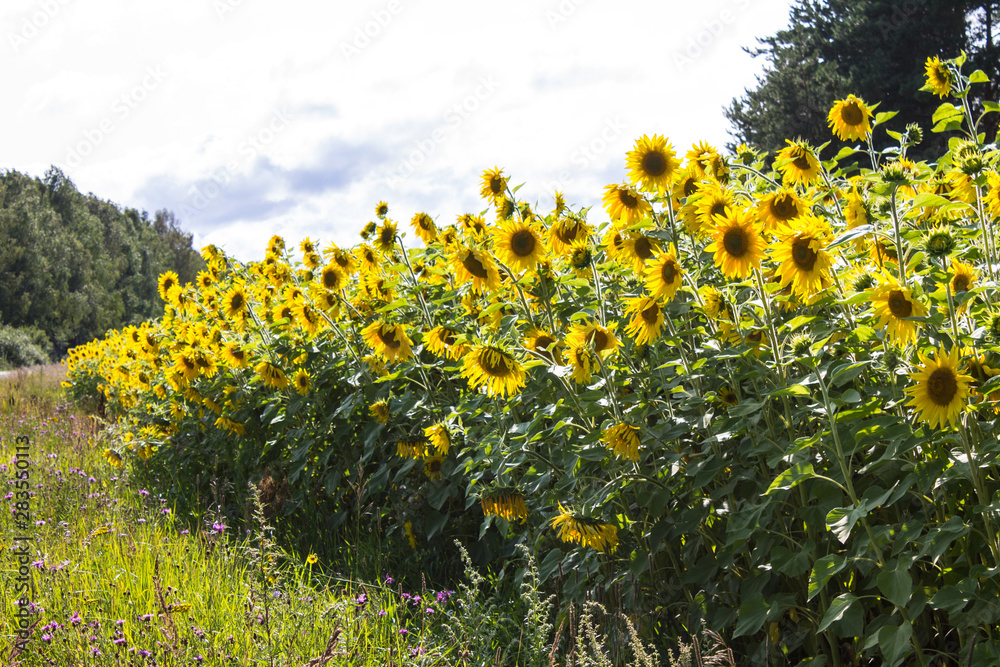 Obraz premium Field of bright yellow sunflowers on a clear summer day