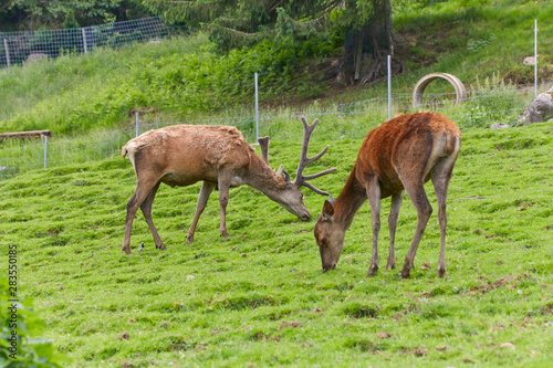 Red deer pack while eating