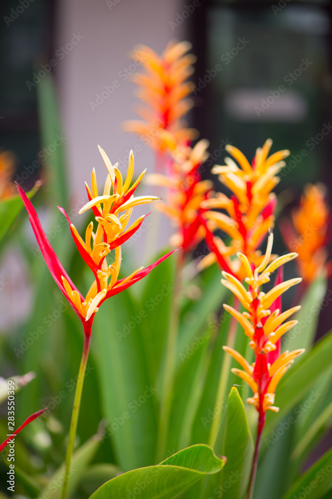 Bird of paradise or Strelitzia flower Bird of paradise or Strelitzia flower