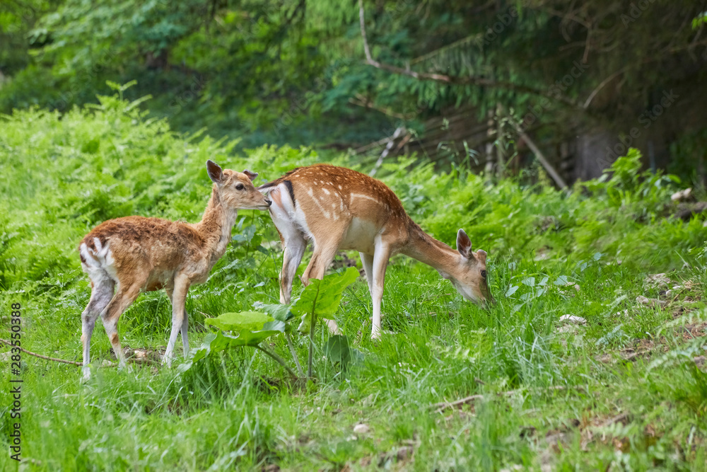 Two young deer in the forest.