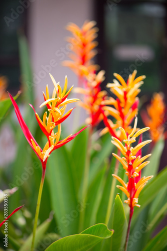 Bird of paradise or Strelitzia flower