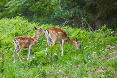 Two young deer in the forest.