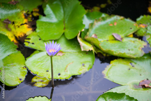 Water lily or lotus flower on green leaves background