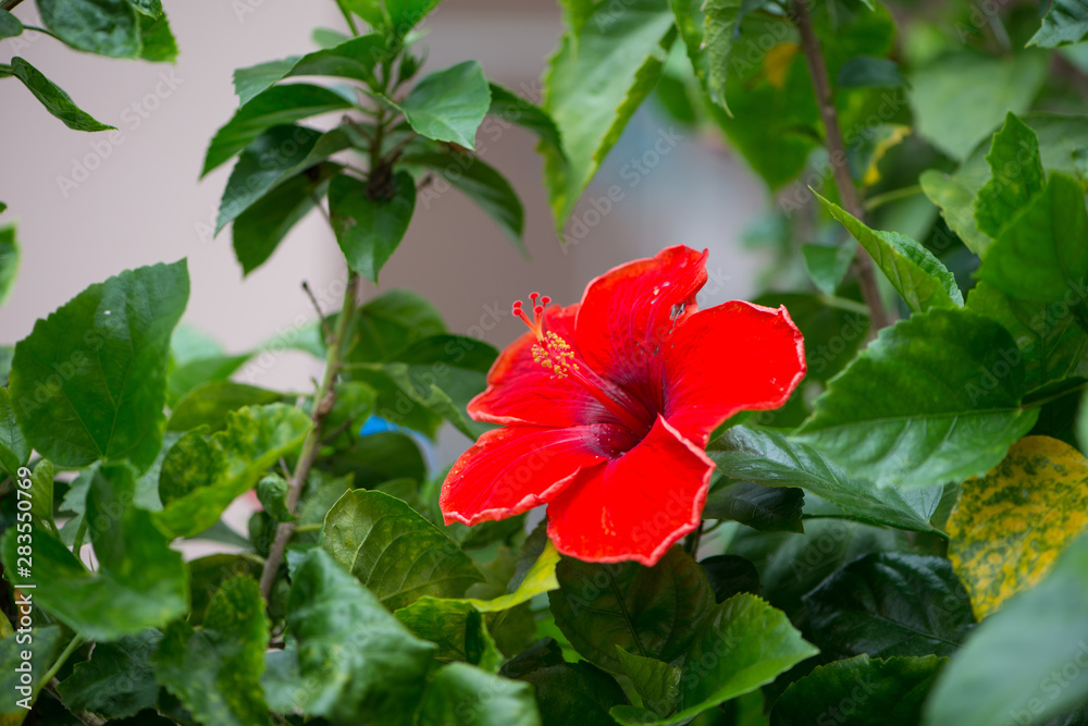 Red Hibiscus flowers on green